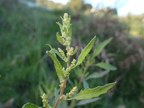 iNaturalist observation photo of Mexican tea