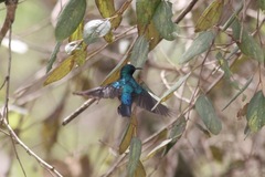 Cinnyris chloropygius