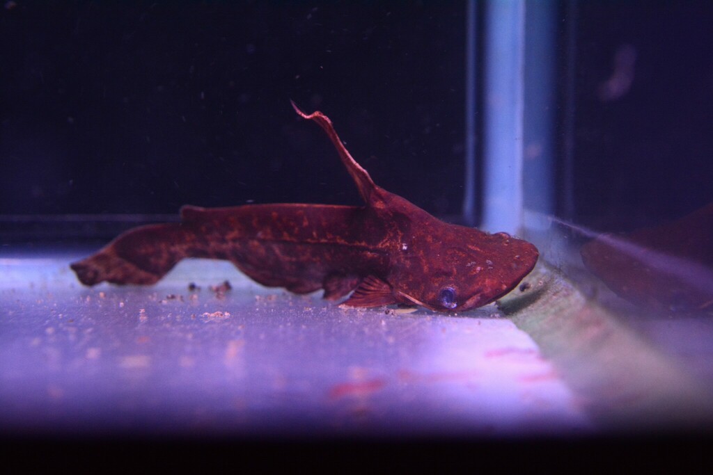 Tetranematichthys wallacei