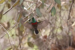 Cinnyris chloropygius