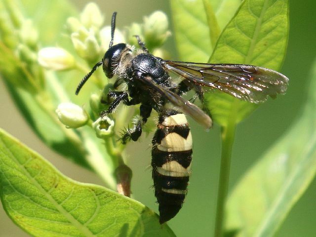 Feather-legged Scoliid Wasp from Muttontown, NY, USA on July 10, 2022 ...