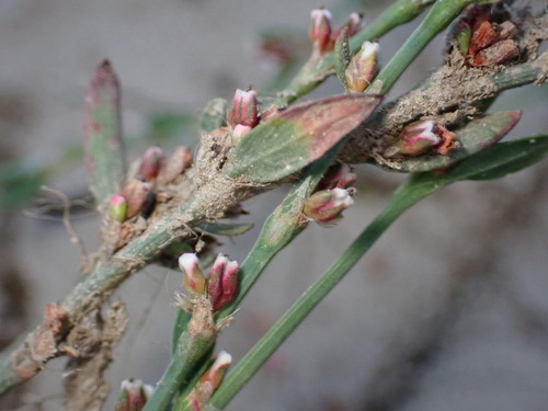 iNaturalist observation photo of knotweeds