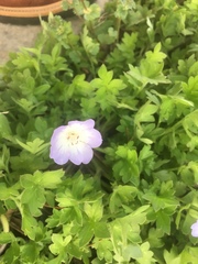 Nemophila phacelioides