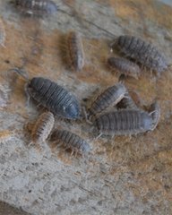 Porcellio scaber
