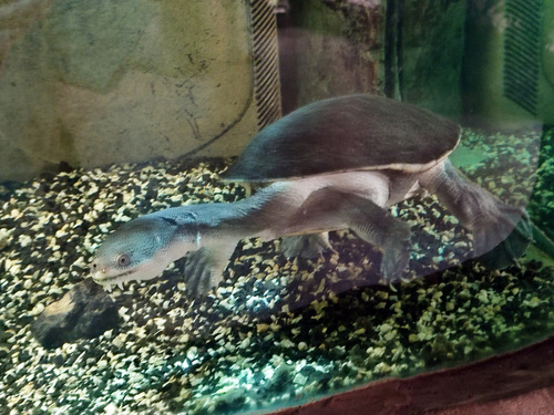 New Guinea Snake-necked Turtle