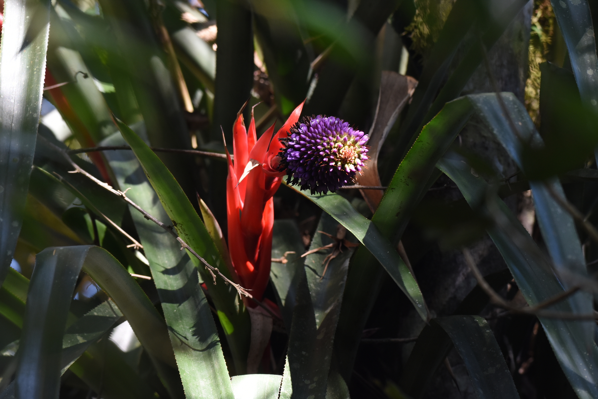 Aechmea ornata