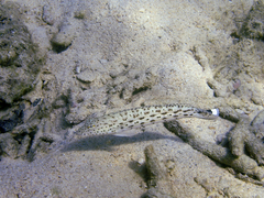 Parapercis hexophtalma