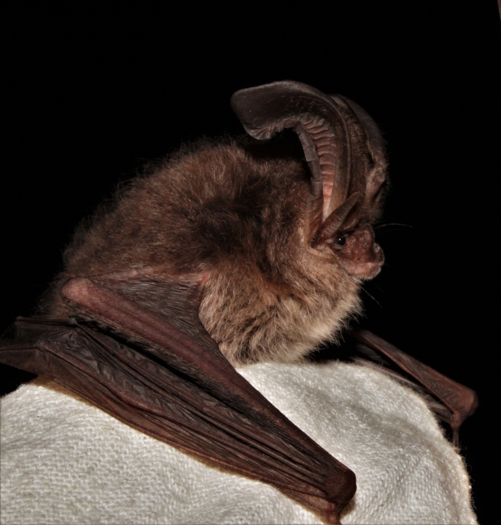 Mexican Big-Eared Bat