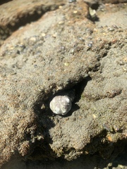 Acanthais brevidentata