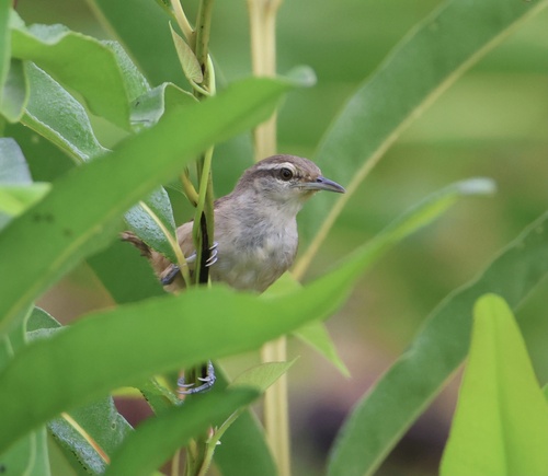 Isthmian Wren (Cantorchilus elutus), photo 9