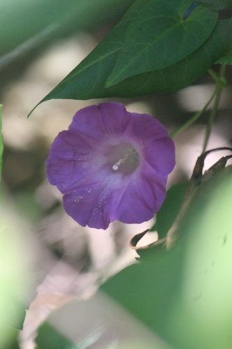 Image of Ipomoea dumetorum by (c) José Belem Hernández Díaz, some rights reserved (CC BY)