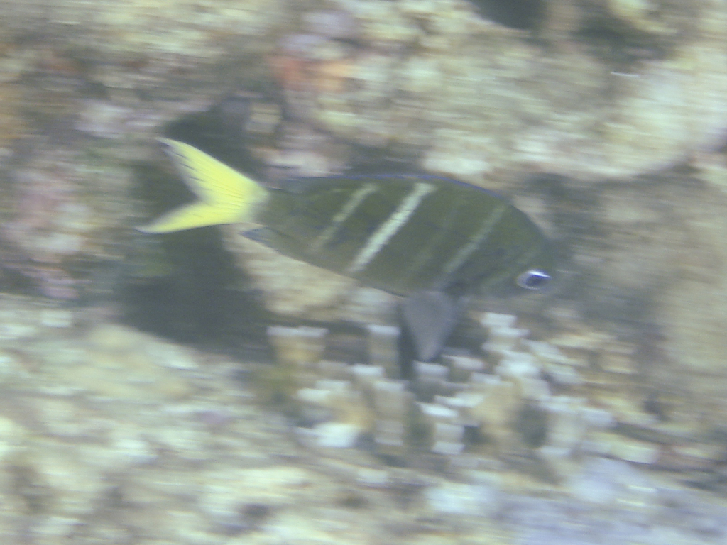 Dusky Damsel