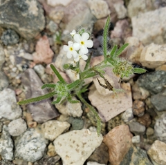 Cryptantha