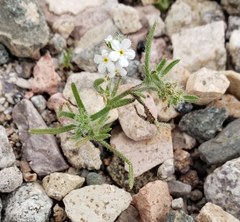 Cryptantha
