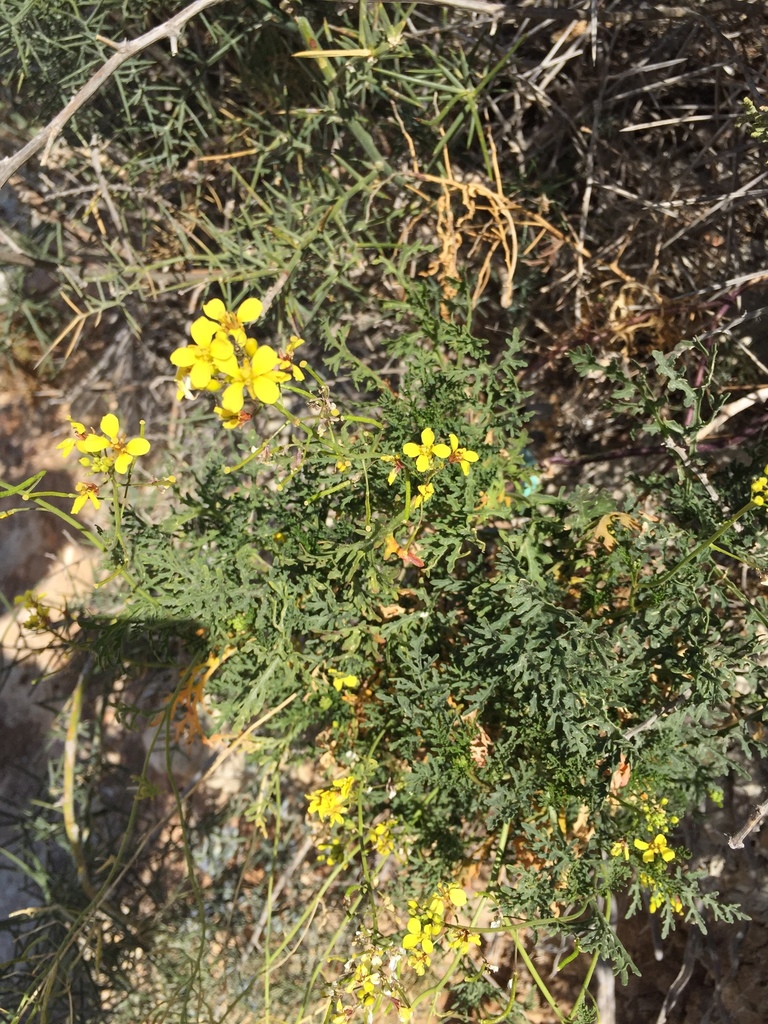 Diplotaxis ibicensis