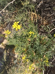 Diplotaxis ibicensis