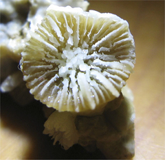 Caryophyllia inornata image