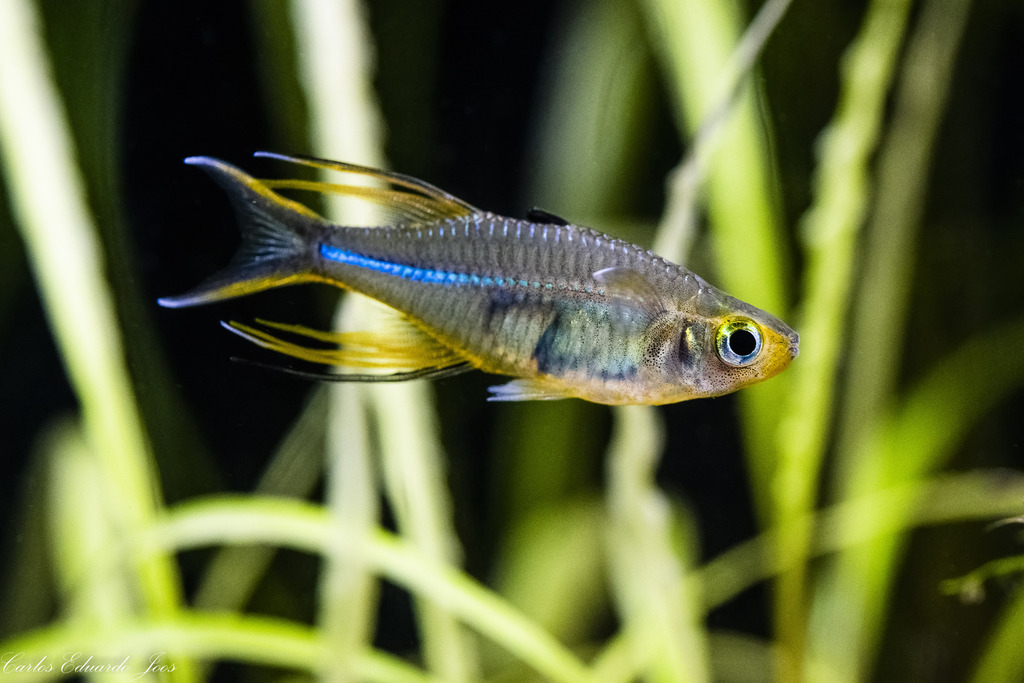 Poisson arc-en-ciel de Célèbes (Marosatherina ladigesi)