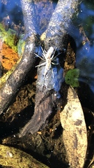 Dolomedes triton