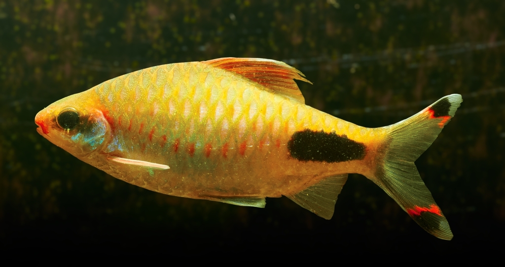 Barbu Mascara (Dawkinsia assimilis)