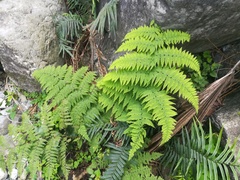 Amauropelta concinna