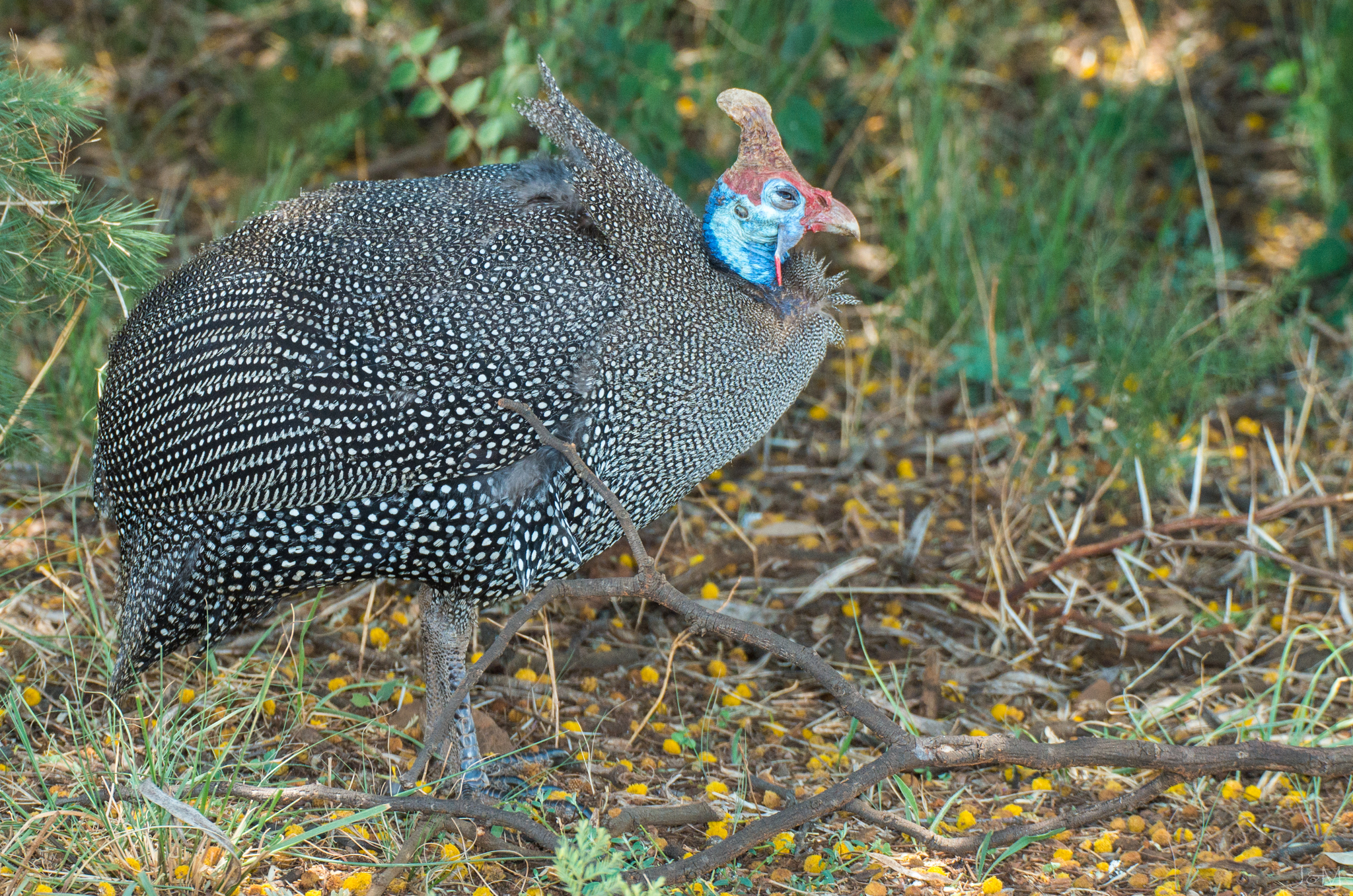 Guineafowl - Wikipedia