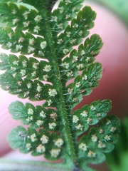 Amauropelta concinna