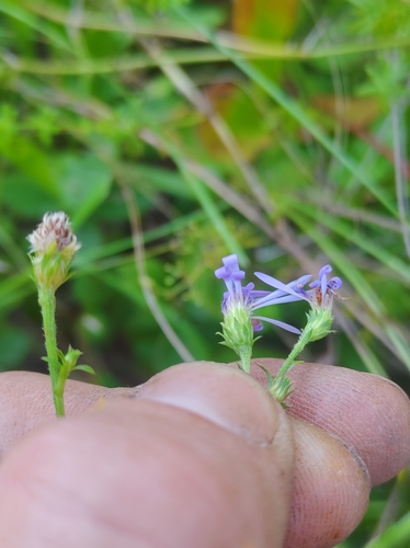 Symphyotrichum X subgeminatum