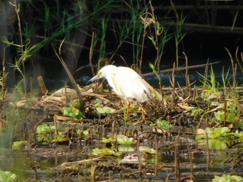 Little Egret