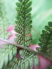 Amauropelta concinna