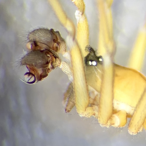 Small-horned Walckenaer