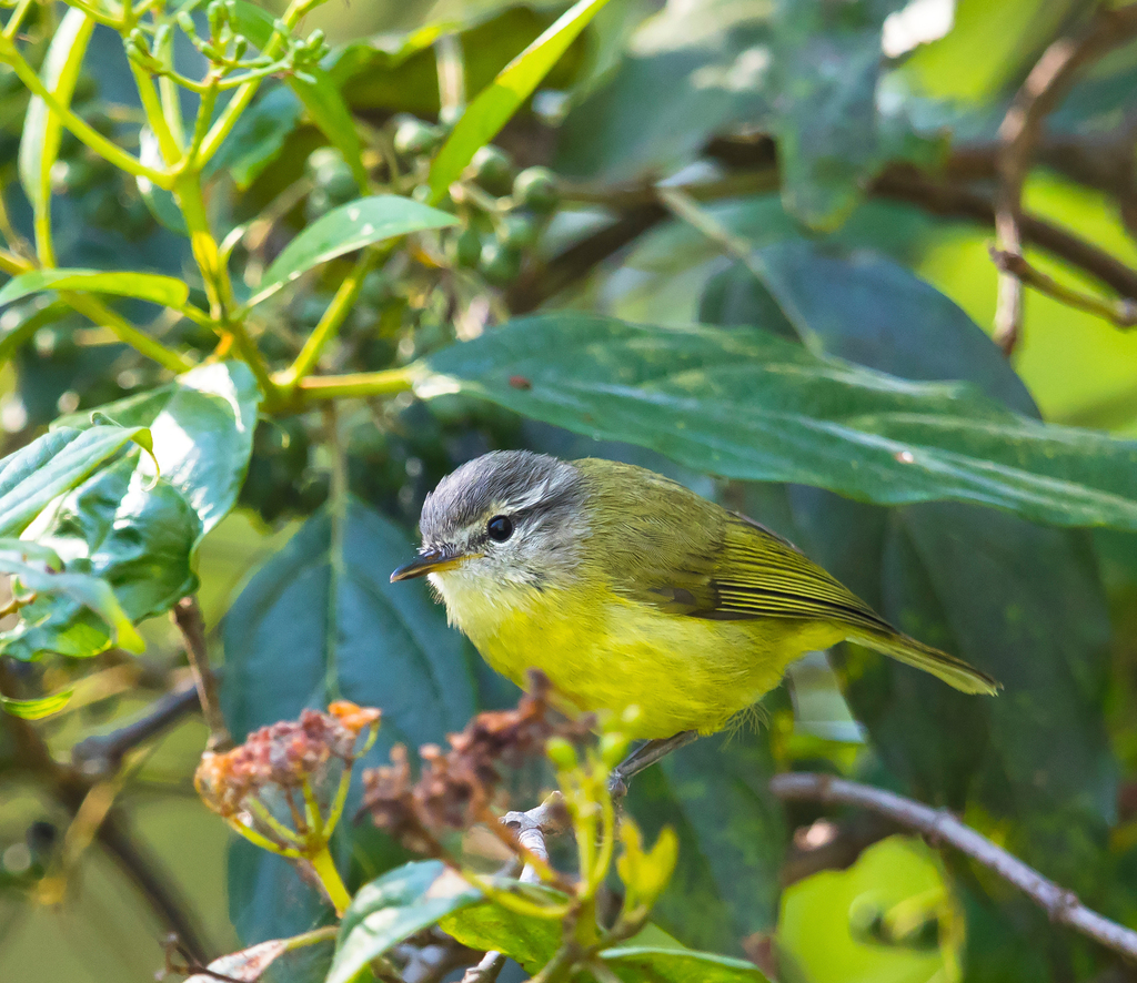 Timor Leaf Warbler