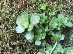 Sedum rhodocarpum