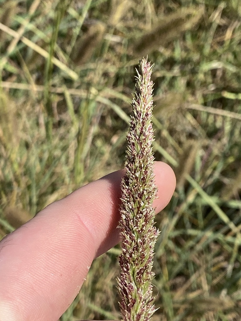 Longspike Tridens from Cobb Pkwy, Fort Oglethorpe, GA, US on September ...