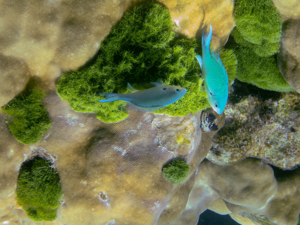 Black-axil chromis