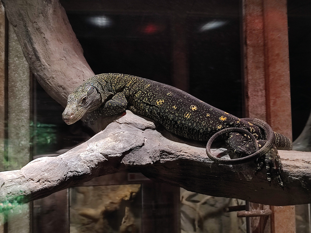 Crocodile Monitor