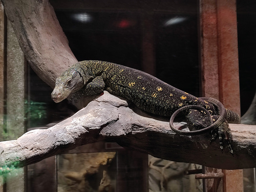 Crocodile Monitor