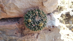 Mammillaria roseoalba