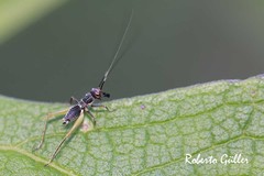 Phylloscyrtus amoenus