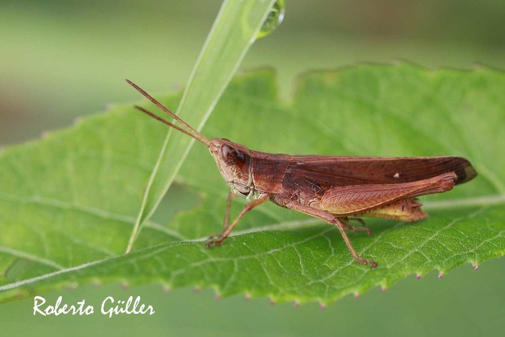 Eutryxalis