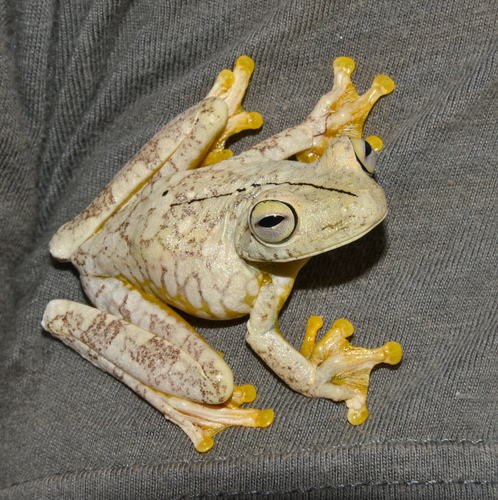 Hypsiboas