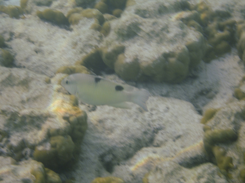 Dischistodus perspicillatus