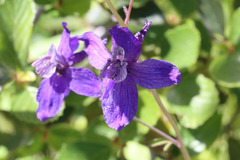 Delphinium hesperium