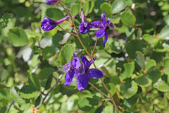 Delphinium hesperium