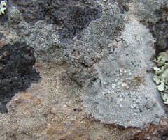 Lecanora rupicola