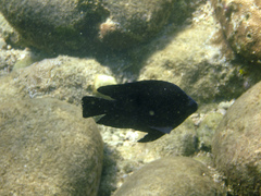 Neoglyphidodon melas