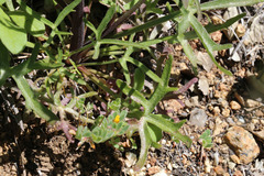 Delphinium hesperium