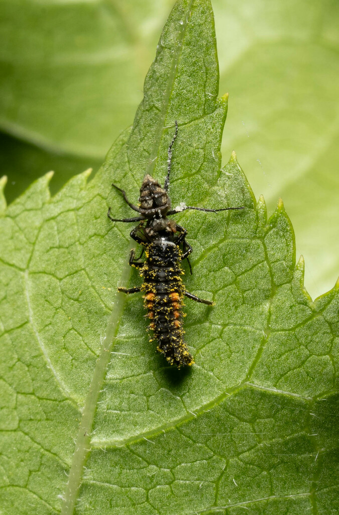 Asian Lady Beetle in July 2023 by ipat. I think eating a fly, though ...
