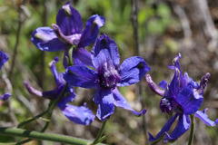 Delphinium hesperium