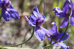 Delphinium hesperium